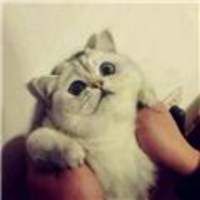 秋风萧瑟雁南飞