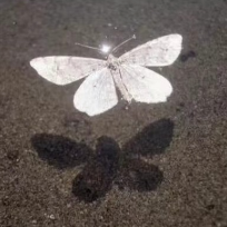 王子凡说