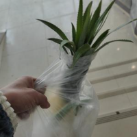 顶级晚风