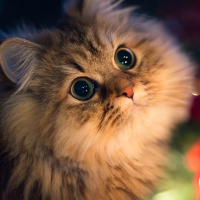 四颗星星的大世界