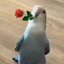 落花好剧说