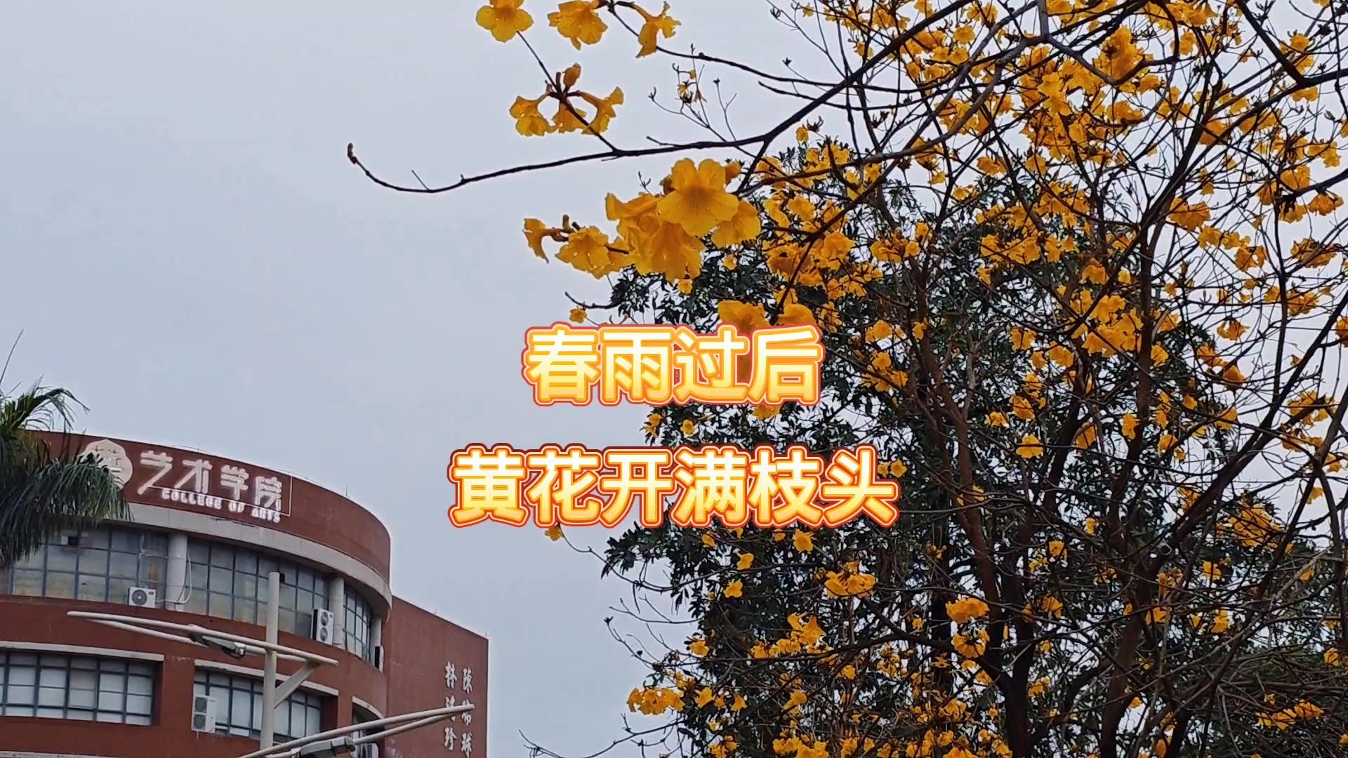 花讯。春雨过后，华农黄花风铃，开满枝头