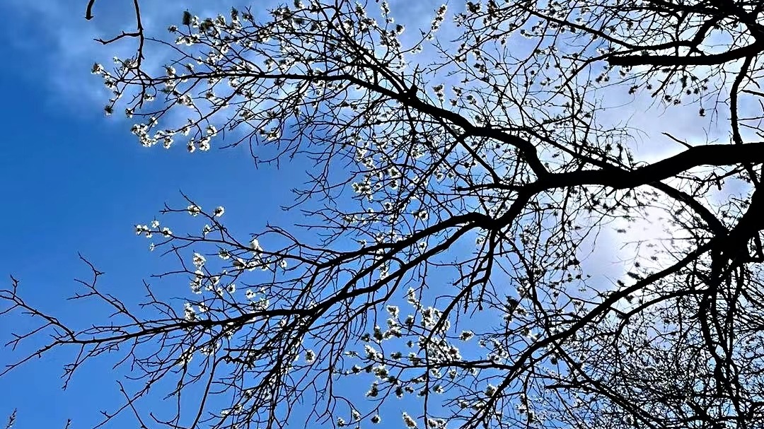 11月初运势越来越旺的三大生肖