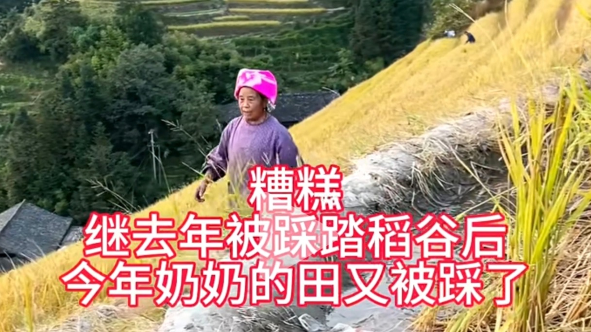 人美心坏！梯田水稻连续两年被游客踩踏损坏，老奶奶上前制止仍旧不听劝
