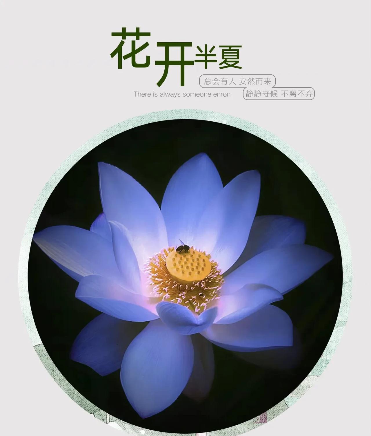 花开半夏   静等佳人
一朵莲花静静开放，蜜蜂相伴，好美！