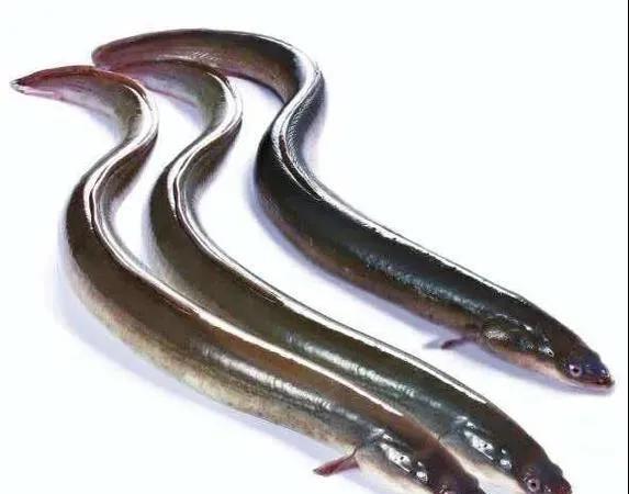 广东省江门市十大特产
（仅供阅读交流，不作权威排行）
一、台山鳗鱼
二、鹤山红茶