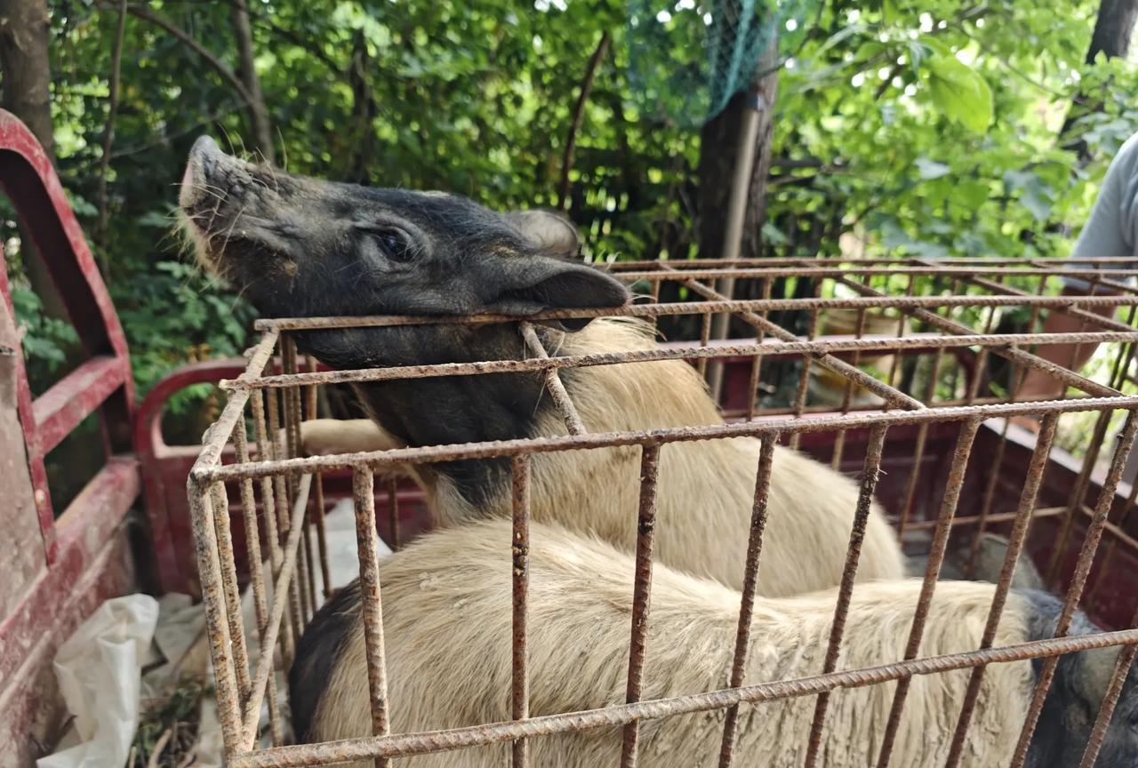 临时计划，逮了两只11个多月长得却不大的猪。准备送出去宰杀，运输路上猪跑了一只，