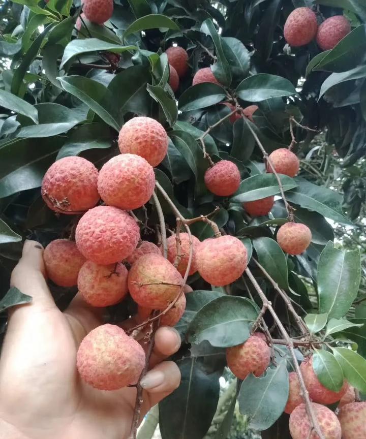 帮我看看这是啥品种？
说是桂味！
我虽然是广西人，
但是我也傻傻分不清荔枝的品种