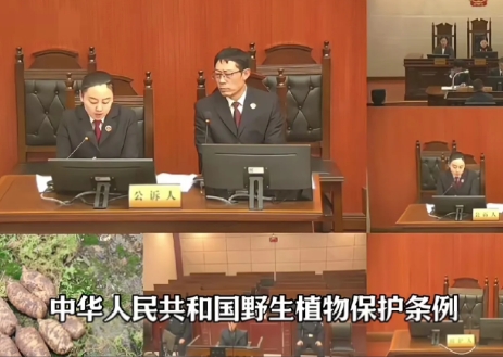 刚刚刷到一个视频，一名男子为了给母亲治病，在未办理采集证的情况下，采挖了51棵野