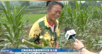 太缺德了！重庆，一对老夫妻种了一亩玉米，玉米刚抽穗，老人计划等成熟了就换点生活费