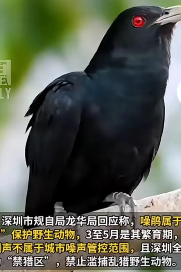 深圳鸟叫被投诉，网友：人吃饱了撑的没事干，就会屁事儿多。
喧嚣的城市出现鸟叫，恰