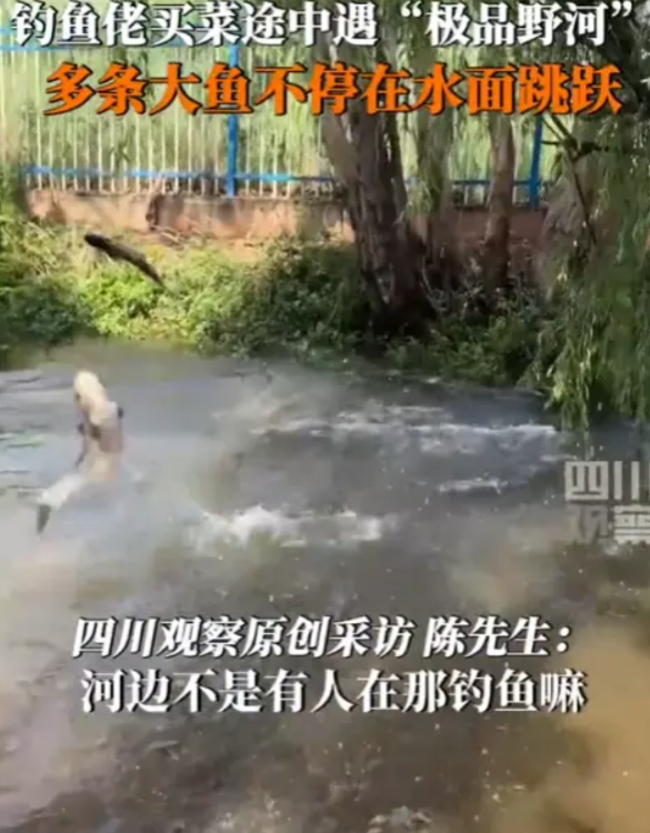 “简直太爽了！”5月20日，昆明，一钓鱼佬在买菜途中遇一条河，便想着下去看看，结