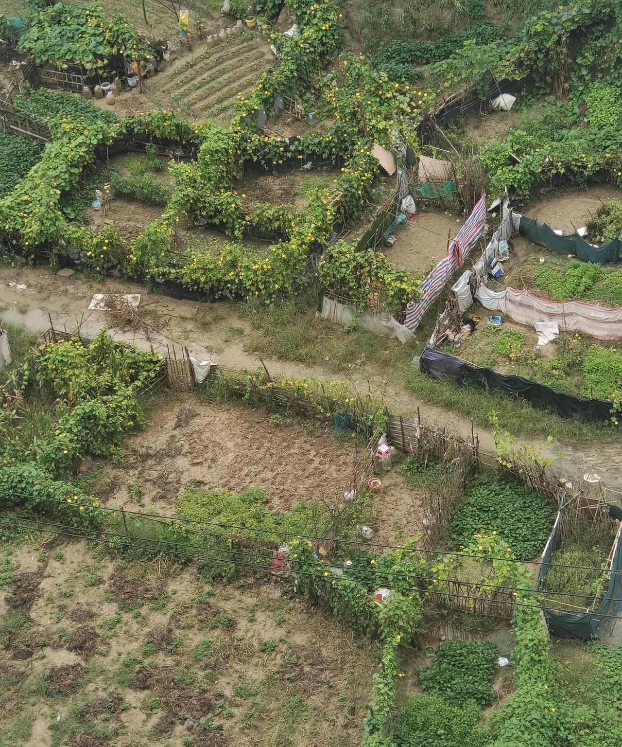 郑州街头出现菜路
       你知道啥叫菜路吗？有马路、有柏油路、有水泥路、还