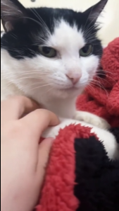 奶牛：没办法，