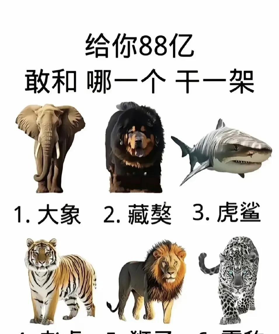 虎鲨，毕须虎鲨不过必须在陆地上
你上来啊！