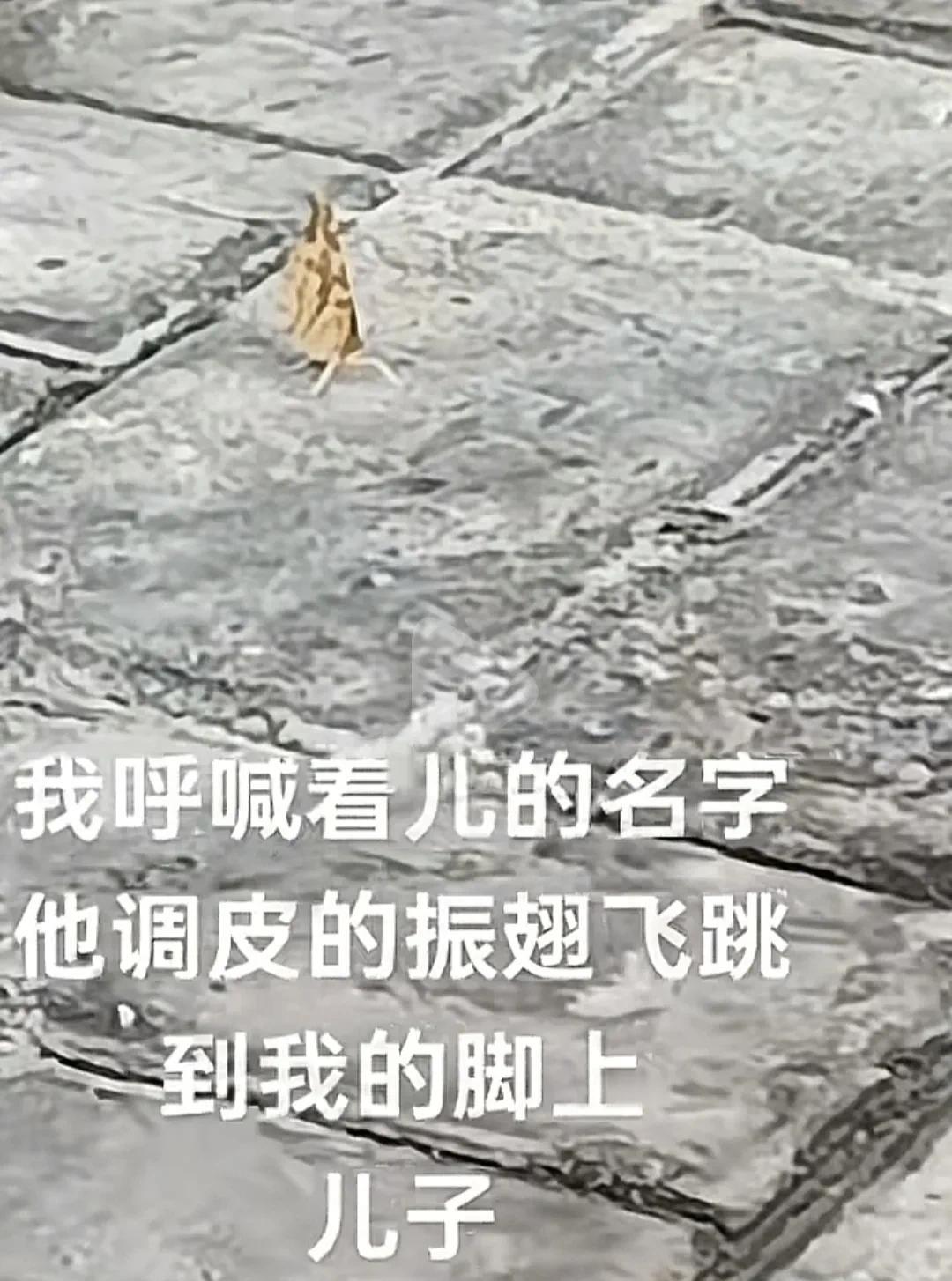 泪奔！女子在儿子忌日打扫墓地，一只灵性的蝴蝶应声振翅，飞到女子的脚上，指尖，久久