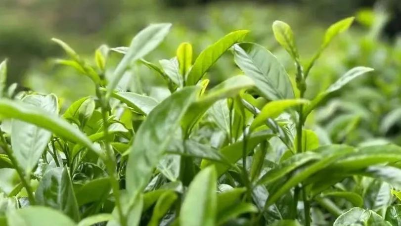 香型众多韵味独特的凤凰单丛茶