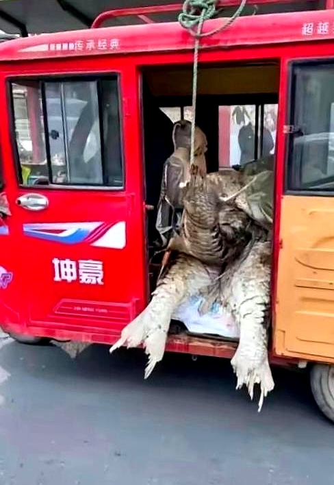 红色跑车，车门大开。里面不是真皮座椅，也不是方向盘，而是……一对钢铁巨爪！两条液