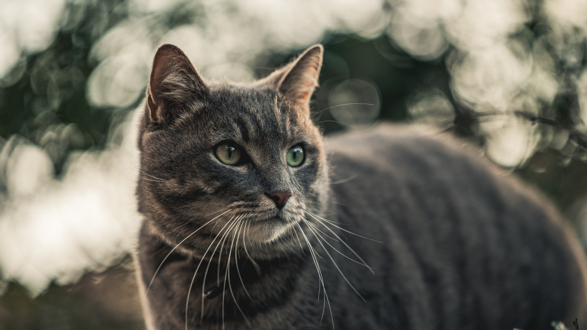 建议买哪款猫粮好性价比高？2025年度必买猫粮排行榜