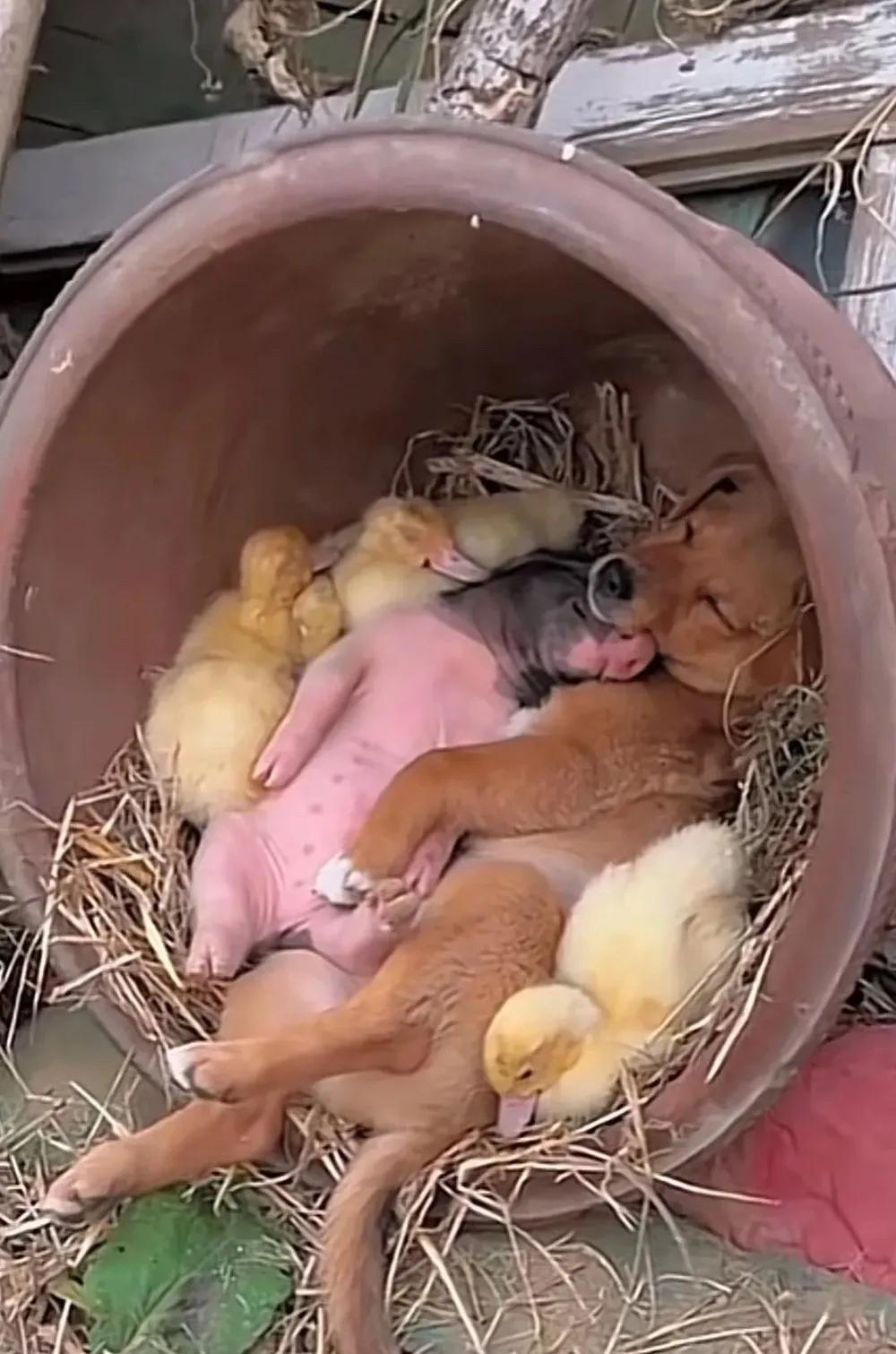 这一家子过得挺和谐，这到底是谁的窝～