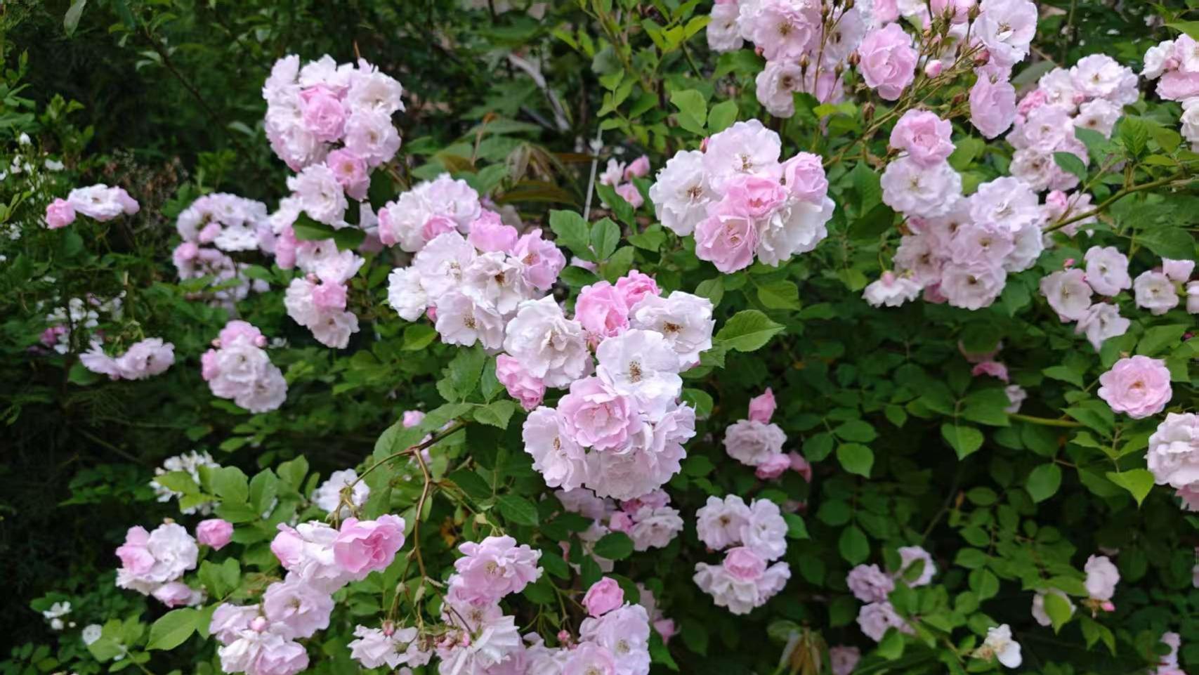 在恐怖游戏里当BOSS的小乖