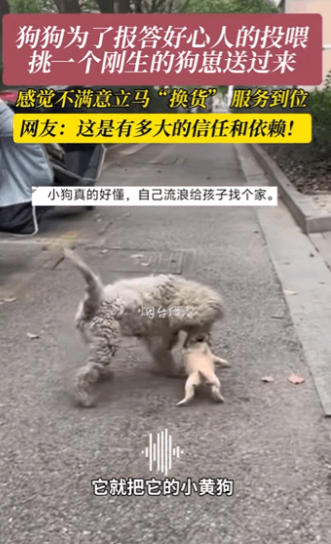 “万物皆有灵！”江苏，一女子经常投喂流浪狗，不料小狗生崽之后，竟然叼着一只狗崽送