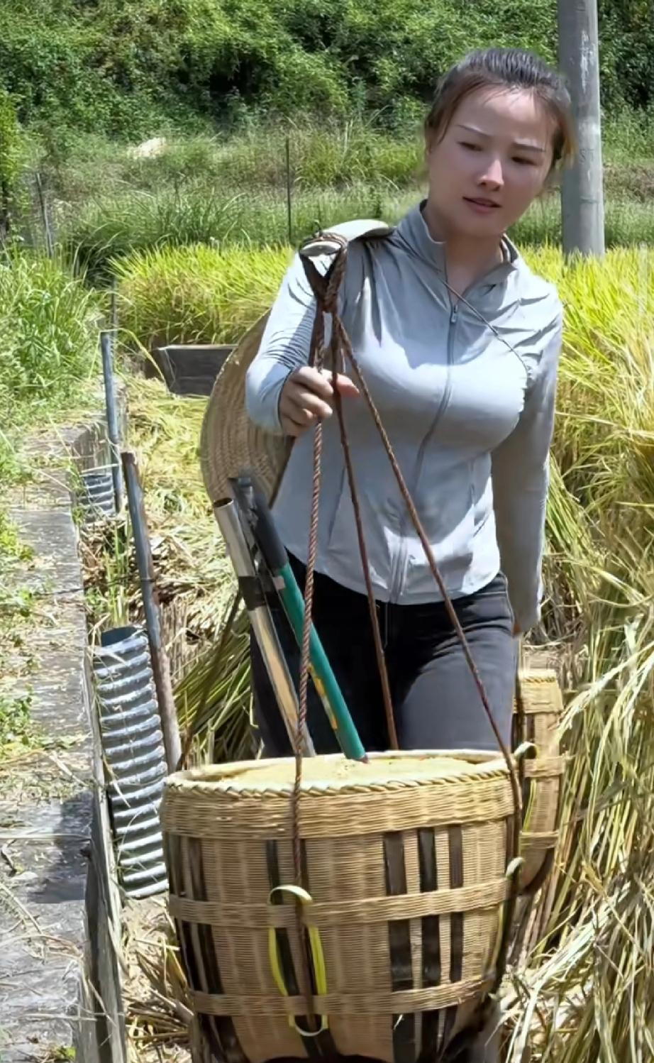 咱农村姑娘干活就是这么实在！
 你瞅这妹子，在稻田里挑着竹筐，那动作麻溜得很。灰