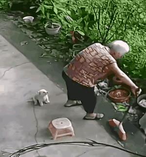 小狗崽这么小就通人性了，这是监控拍的不得不信。恰到好处.多一次奶奶就会坐地上子！
