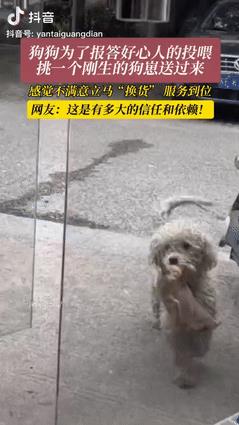 江苏，一女子经常喂养一只串串狗，不料狗子下崽后，竟然叼来一只小奶狗送给女子，眼看