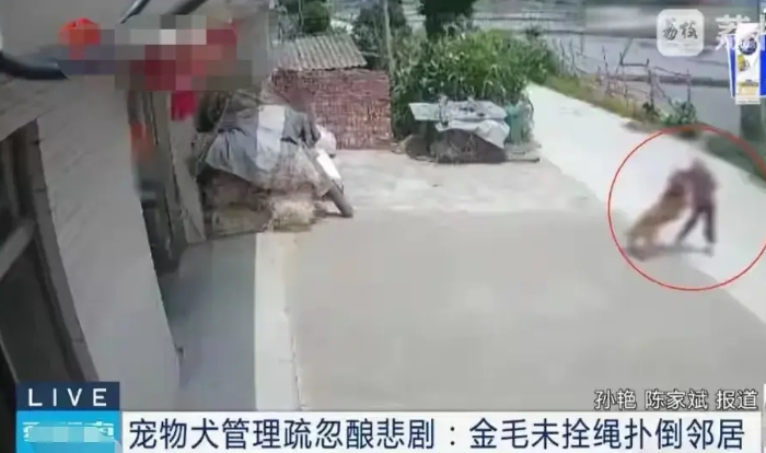 狗撞死老人10万不愿赔，最后赔40万
江苏一老太太路过邻居家时，邻居家的金毛犬冲