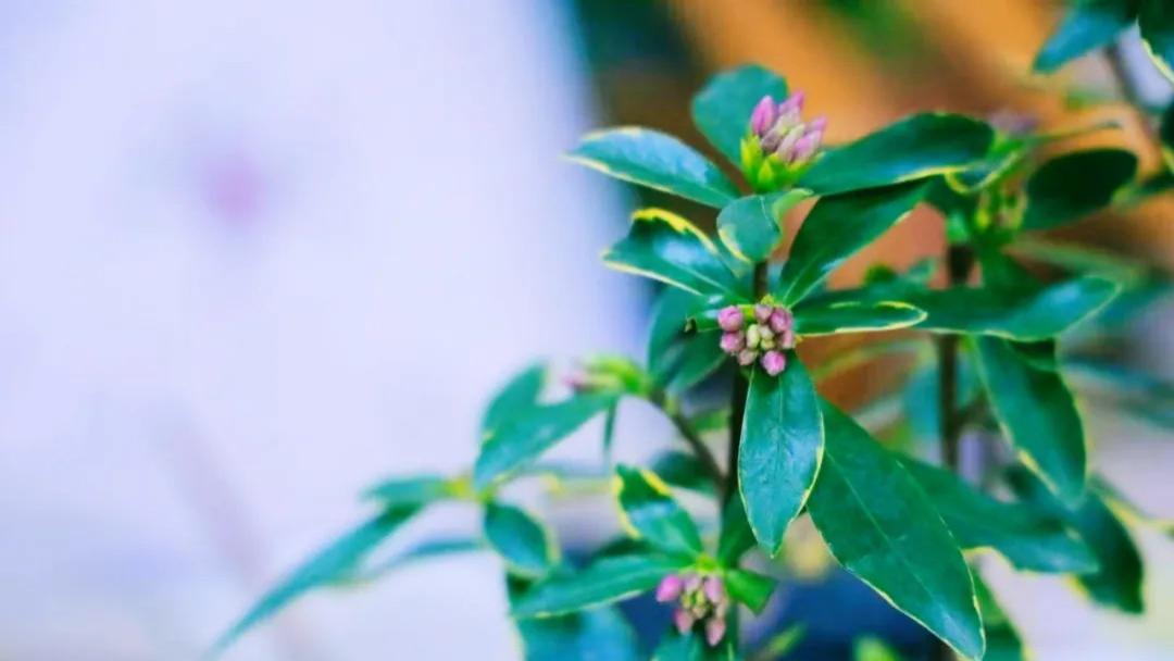 随笔：小寒至，春不远