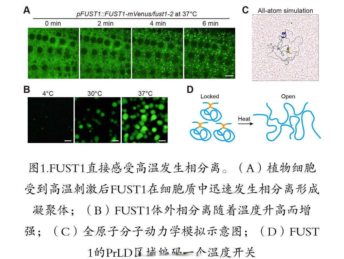 【｜清华团队合作发现新的植物温度感受器】近日，清华大学生命学院方晓峰团队与合作者