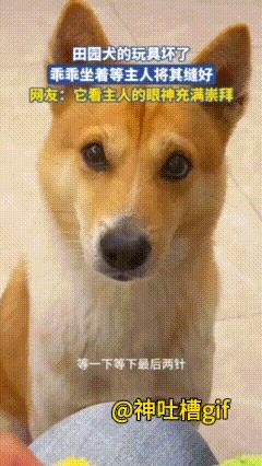 被狗子清澈的眼神打动了：狗子的玩具坏了，主人一针一线帮忙缝好，狗子看的十分认真，