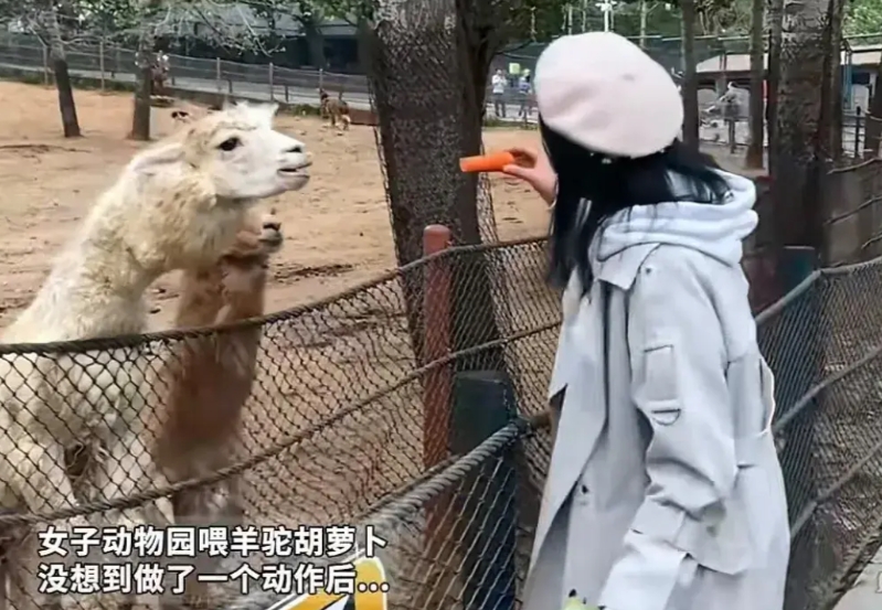 一女子在动物园里看羊驼憨厚可爱，想逗逗羊驼，于是从包里拿出一根胡萝卜走近羊驼，羊