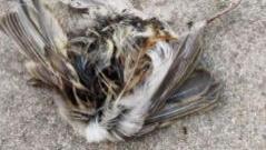 麻雀死后去哪了？3分钟带你了解自然界高效的‘终极清洁师’