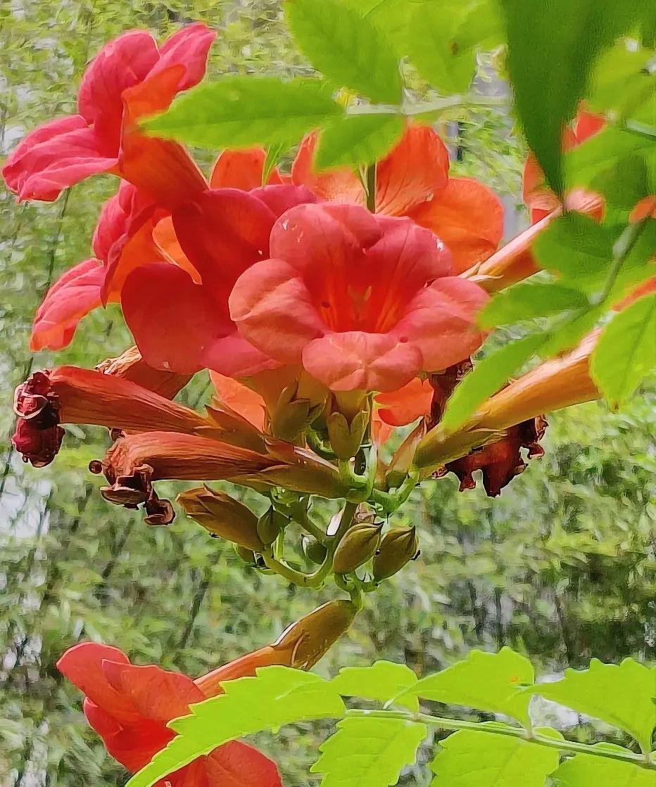 #晒一张你拍的花#