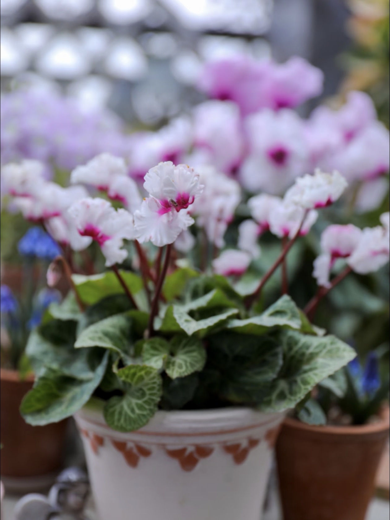 仙客来光长叶不开花？扒扒叶子，花芽晒够太阳就爆花！