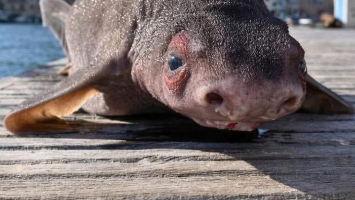 鲨鱼界的耻辱？长得像猪，游得像砖，全靠一身怪皮混饭吃