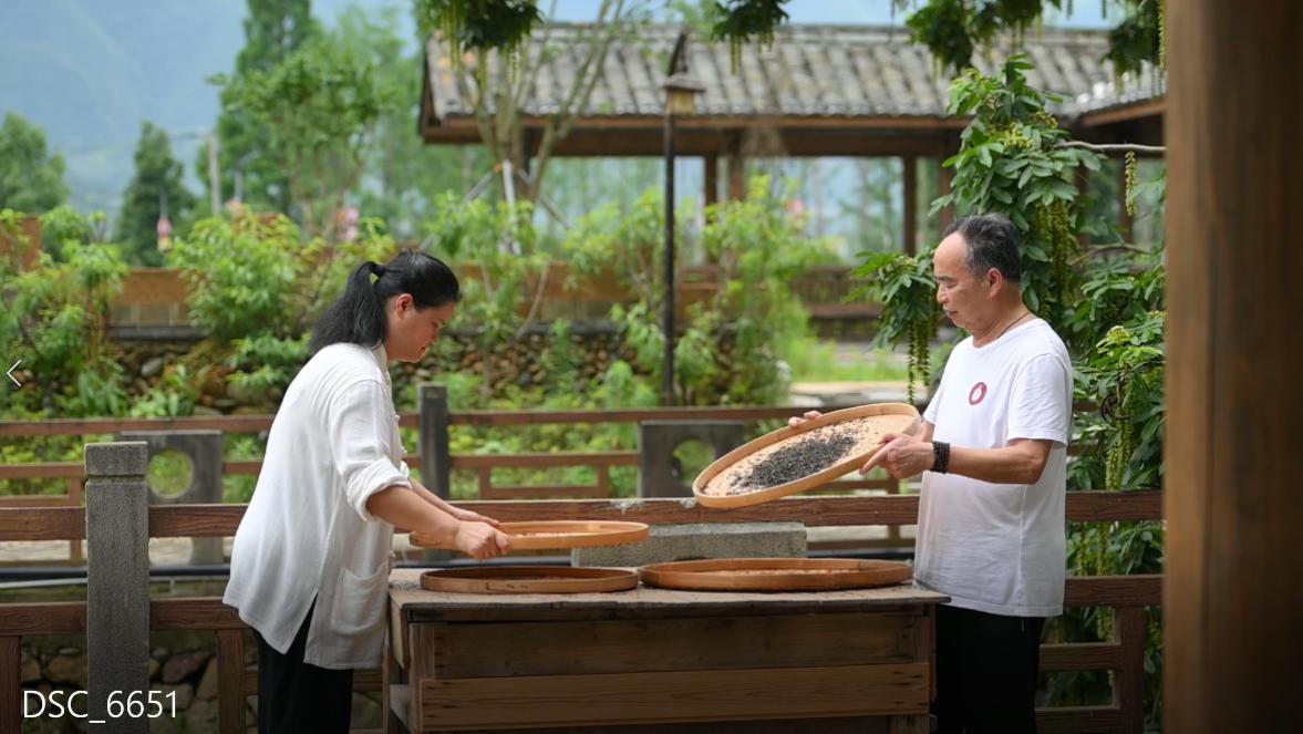 松溪茶香里的传承与坚守  严火妹与松溪红茶的千年情缘