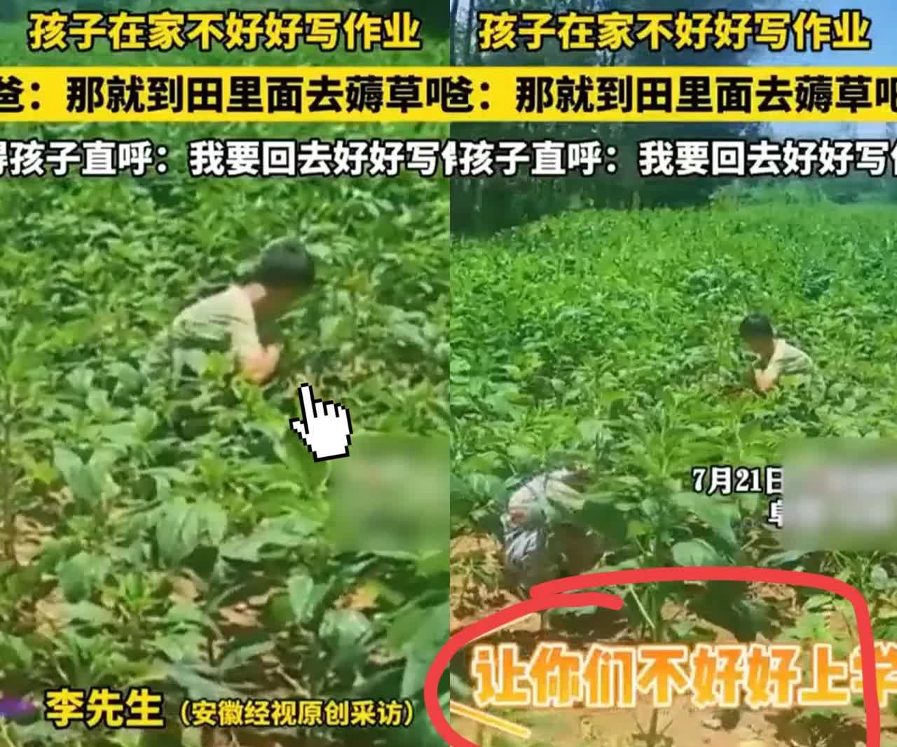 这下后悔了吧！
安徽阜阳，一男子因孩子在家不好好写作业，将其带到田里薅草，太阳