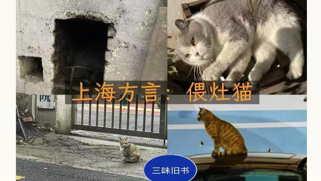 上海方言：侬晓得“偎灶猫”是啥意思伐？