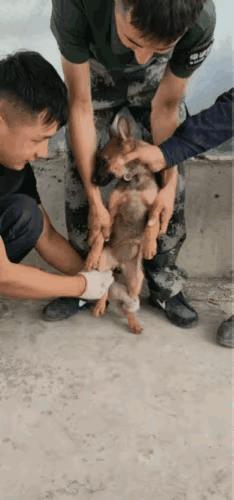 说实话
你们猜猜狗子心里会不会恨他们啊
明明是一条狗非逼着干人事[我想静静]