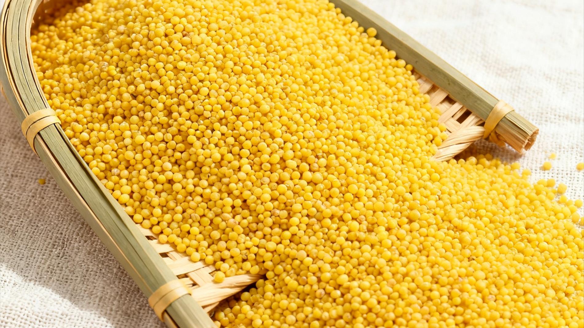兴县特产：晋谷 21 号小米的原生地域风味