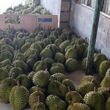 赚中国人钱还害中国人！越南榴莲曾在华年赚 30 亿，可他们不认真种果，反倒往果子