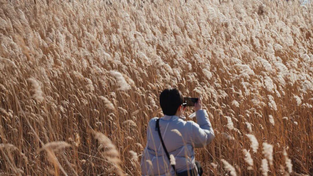 【北京单身】野鸭湖11.22日，金色芦苇荡，赏浪漫日落，品柳沟豆腐宴，邂逅秋末浪漫。