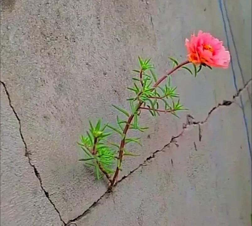 友友们，谁认识这花？
老家院子水泥墙缝里冒出一朵小花，前几天回去还未发现，今天回