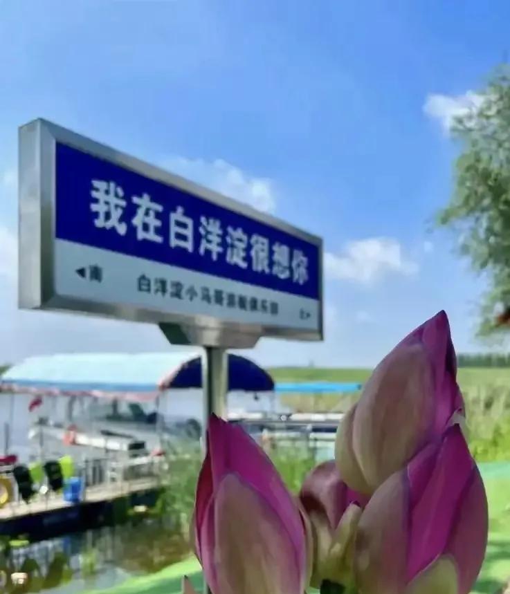 河北白洋淀景区已经承诺不扎胎了，让大家伙赶紧去呢！
这是真的吗？真不扎胎了？我咋