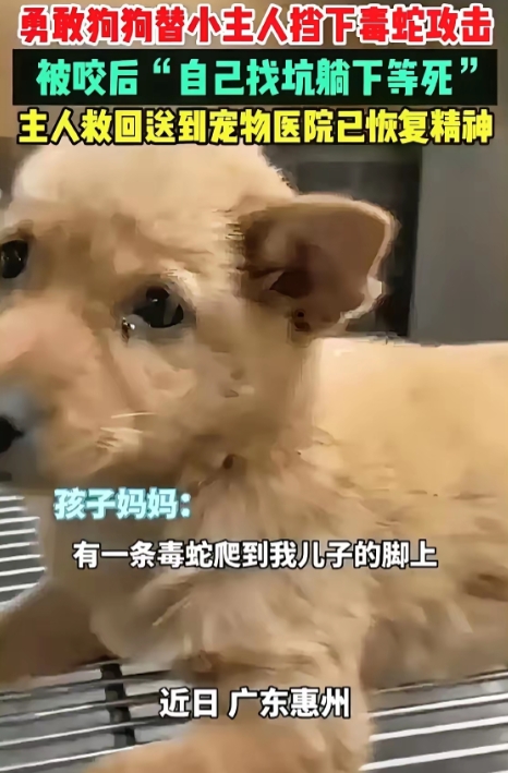 泪目了！有位女士养的土狗为了救她儿子，不幸被毒蛇咬伤了。去医院治疗费用得好几千块