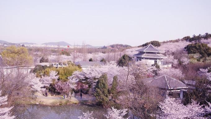 3-5月无锡必打卡：追樱花海、逛千年水乡、拜灵山大佛