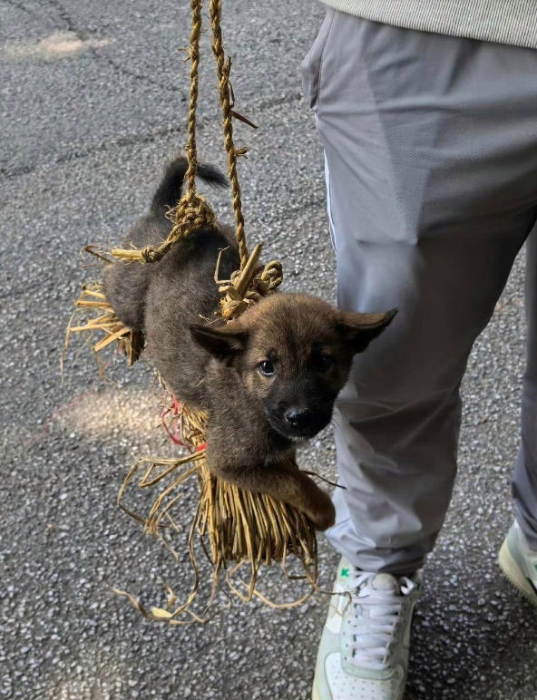 路上看到一个人从菜市场买了一只狗狗，这包装手法很眼熟。